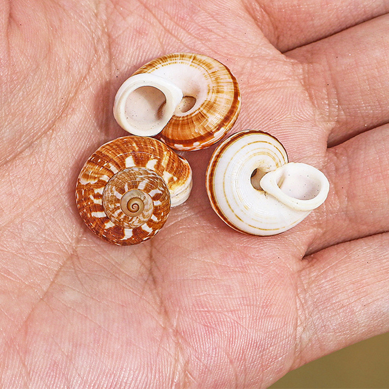 1- 2cm cat’s eye snail snail