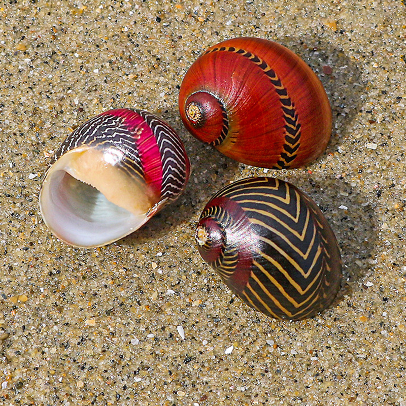 1- 2cm one red-spotted snail