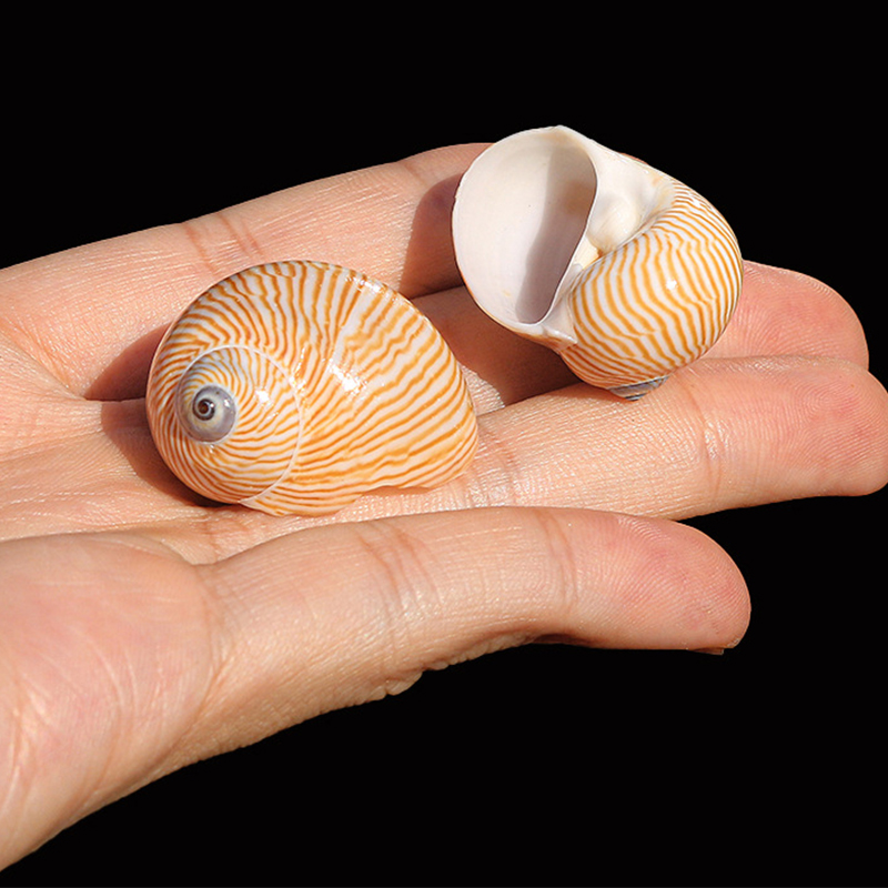 2- 3cm gold silk jade snails