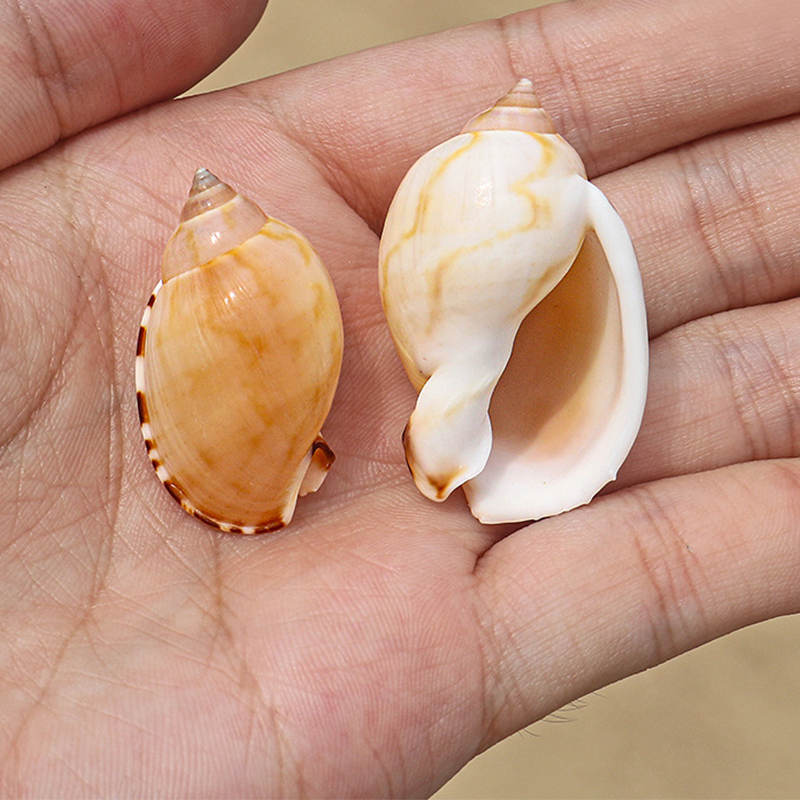 3- 5cm sun egg snails