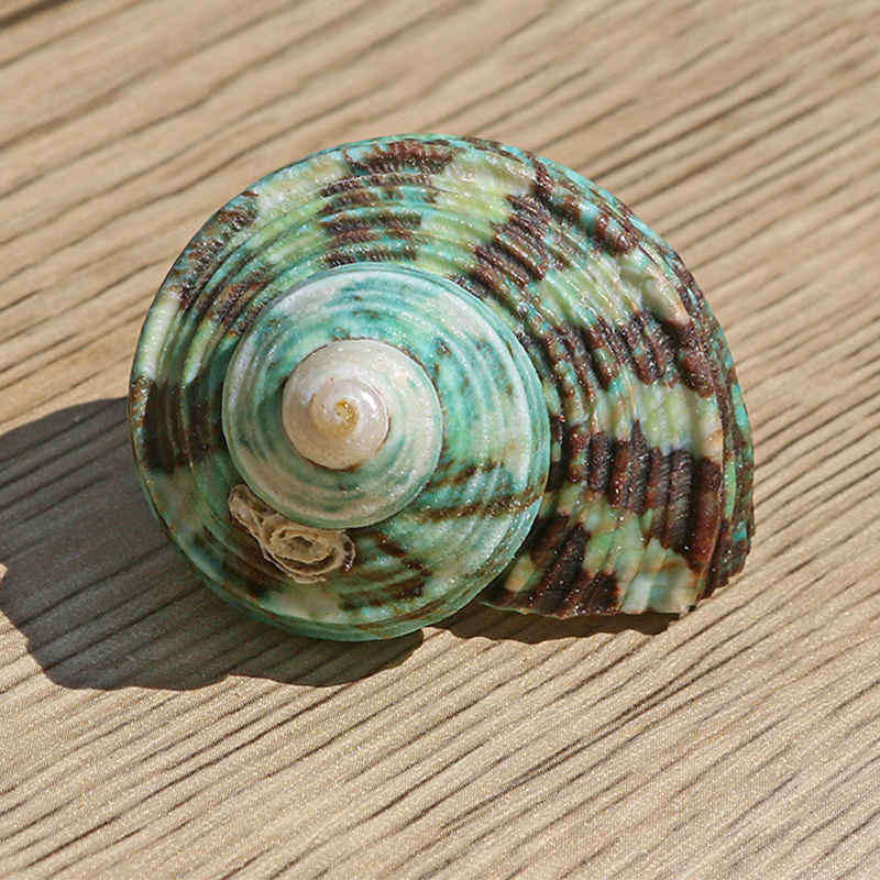 4- 6cm guangkou rongluo one
