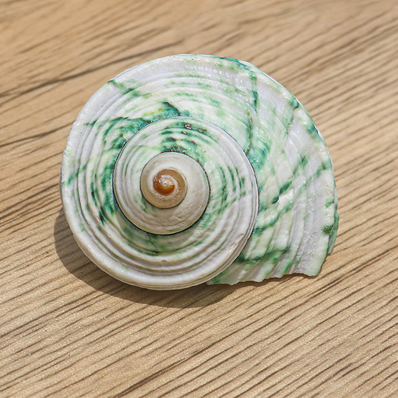 4- 6cm one milk green snail