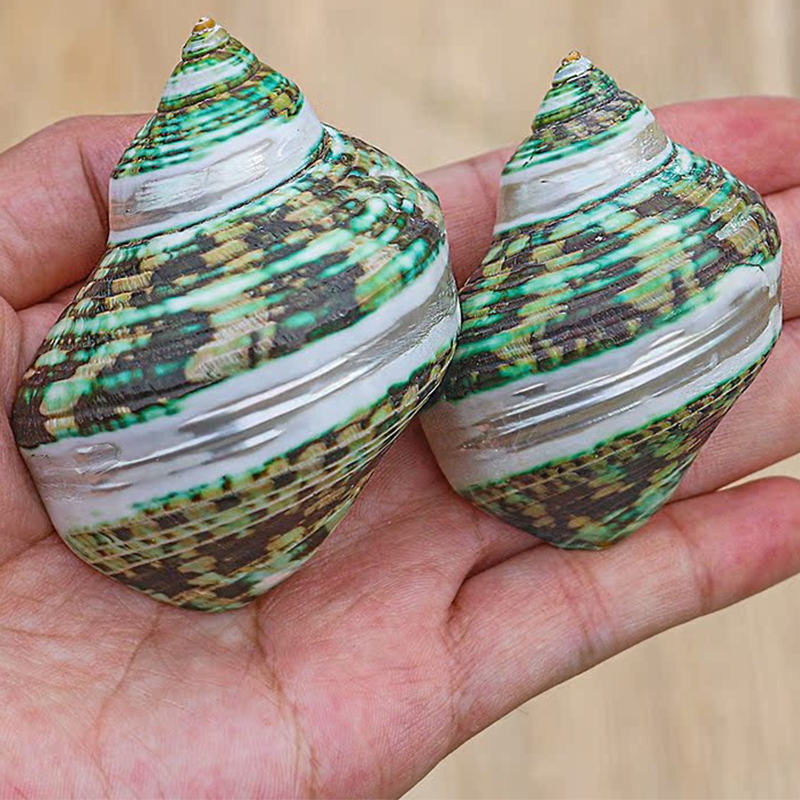 4- one 6cm striped broad-mouth snail