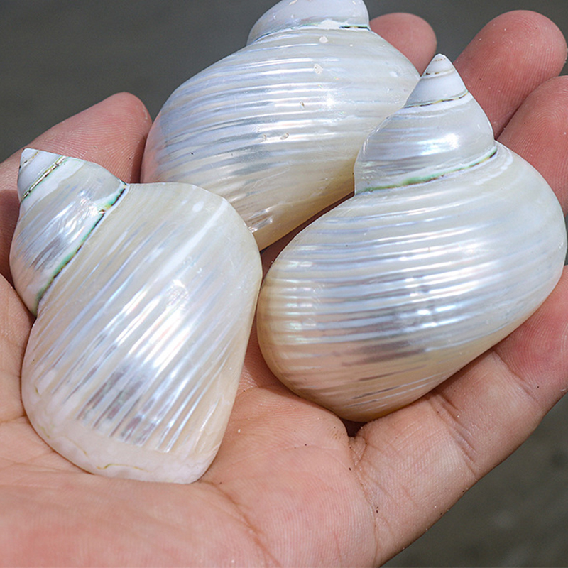 4- 5cm fluorescent snail