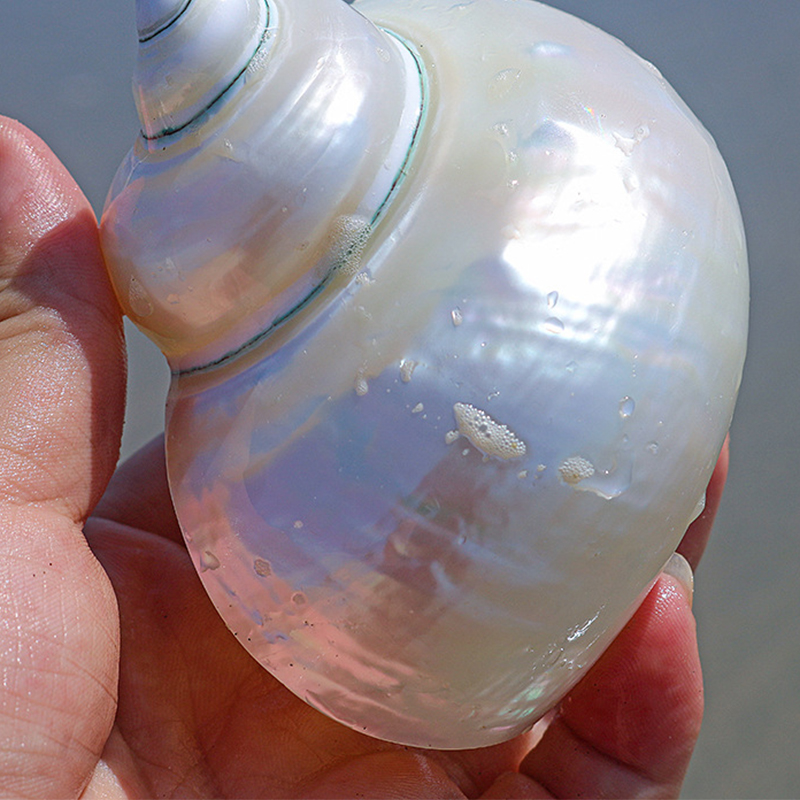 8- 10cm one peeled white snail