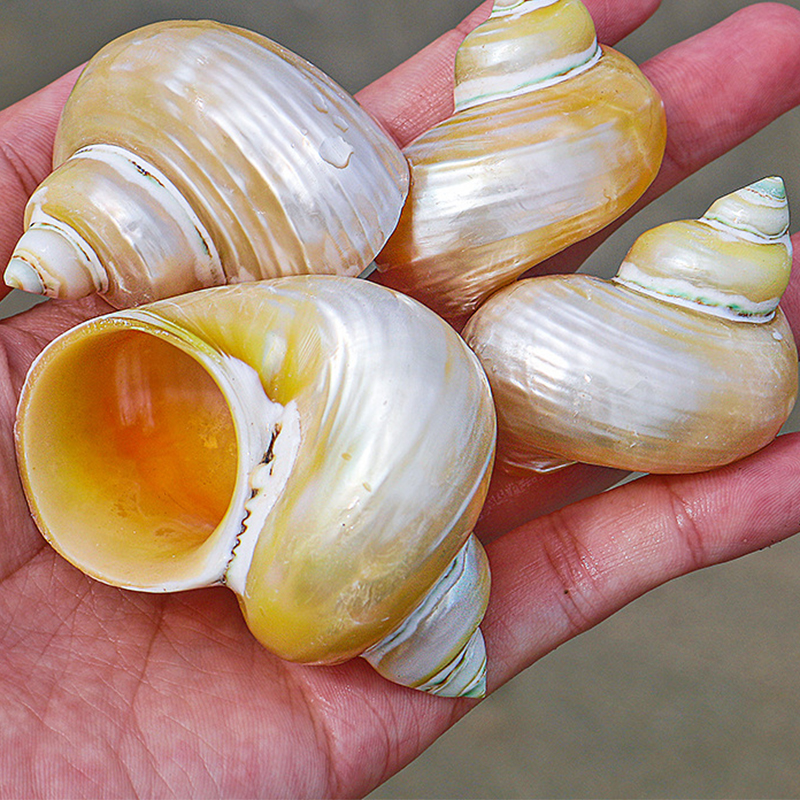 4- 6cm one peeled yellow wide-mouth snail