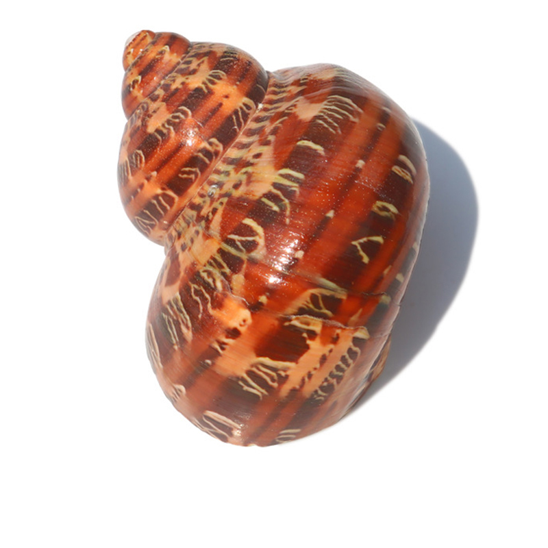 5- 6cm ancient snails