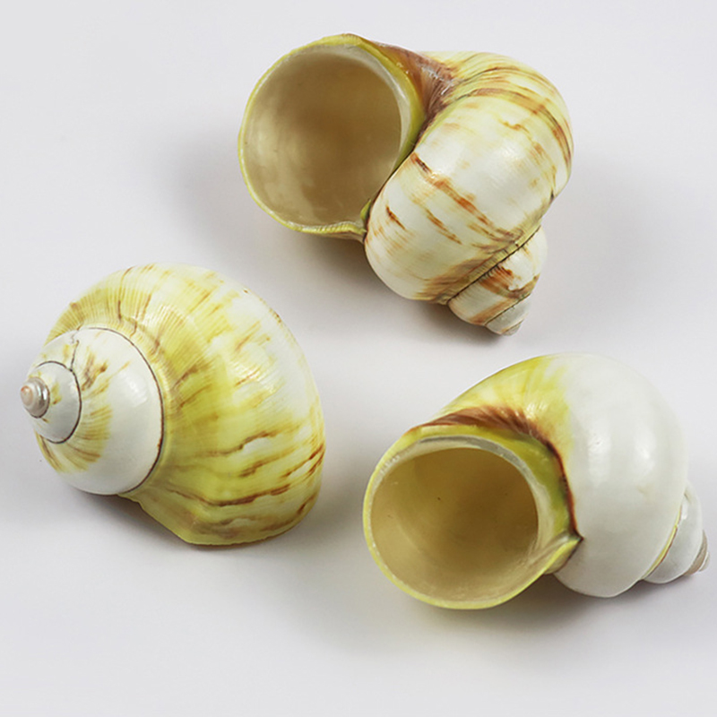5- 7cm avocado snails