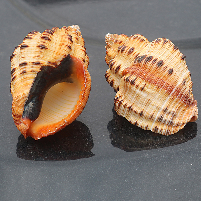 5- 6cm one roasted corn snail