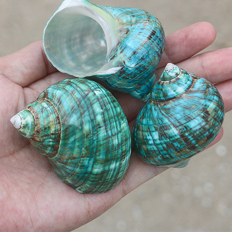 5- 6cm green rong snail