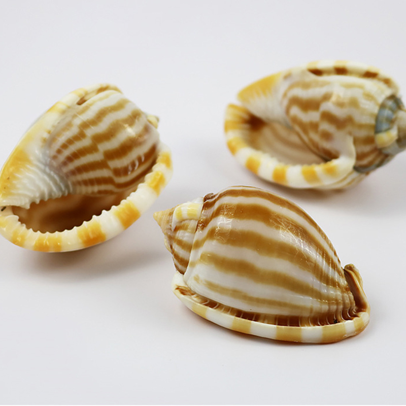 6-8cm striped watermelon snail