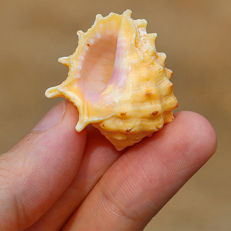 Pink-mouthed rock snail 2.5- 4cm each