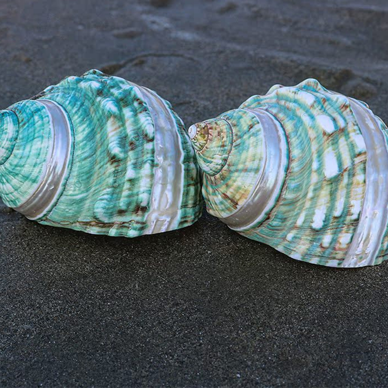7- 8cm striped green snails