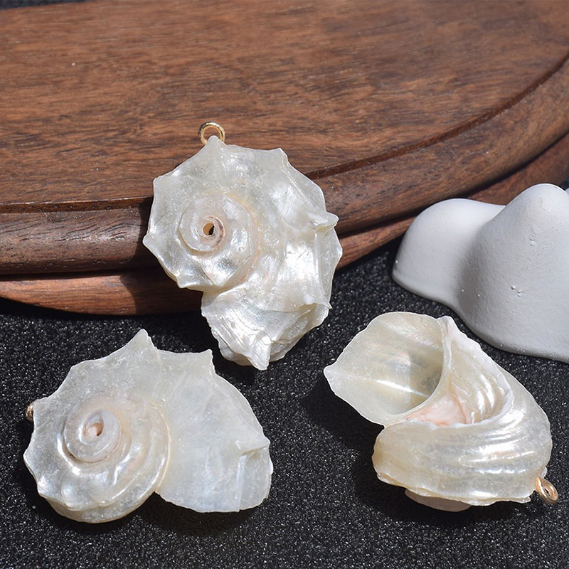 1:36x27mm(silver-mouthed round thorn snail)