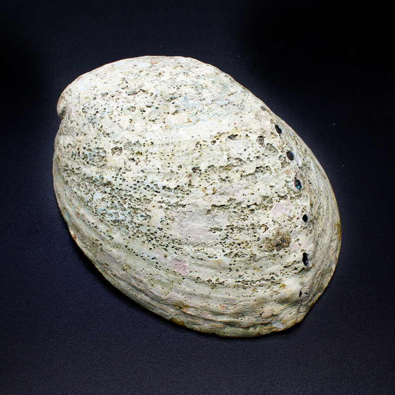 1:Abalone shell with skin
