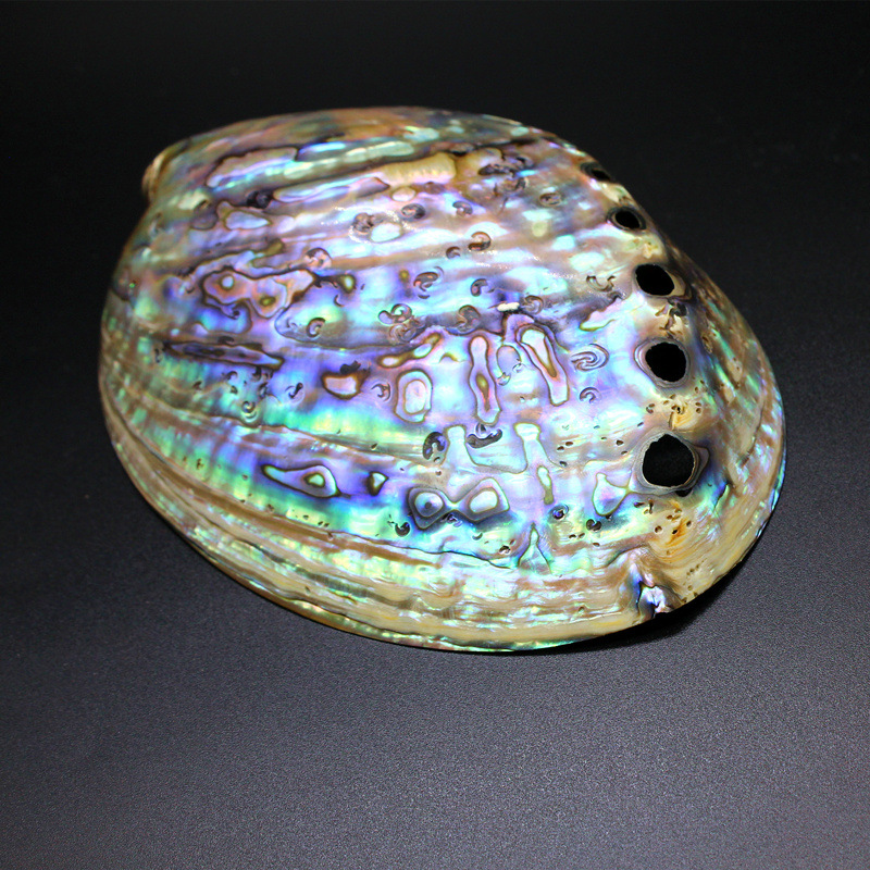 2:Abalone shell without skin