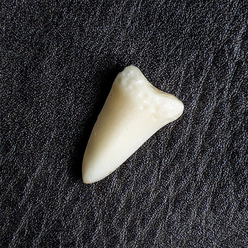 26mm high shark tooth