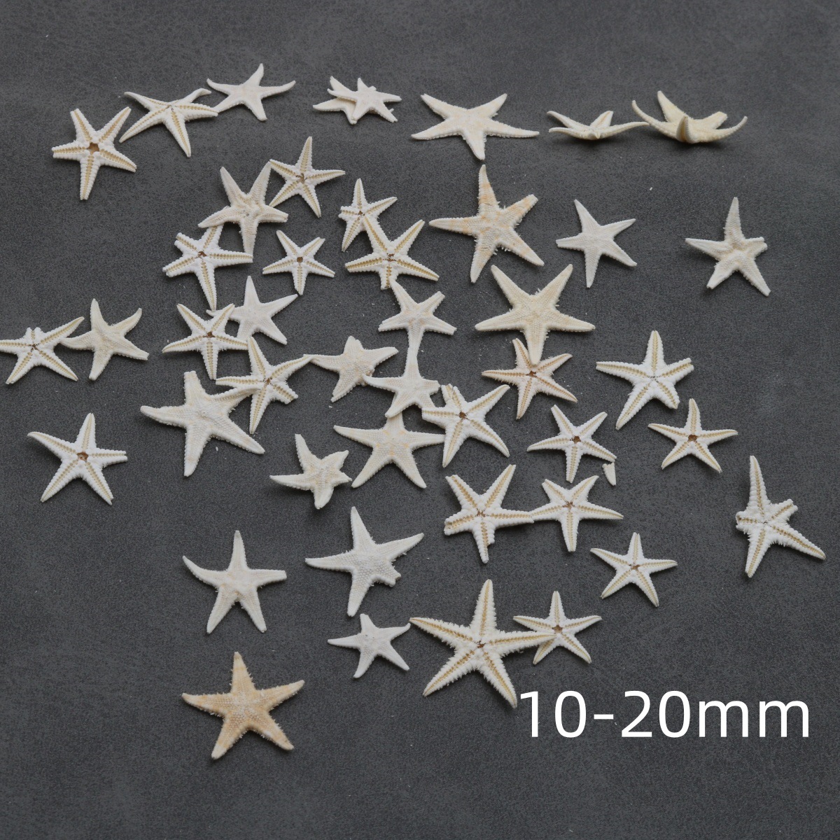 Small starfish 10-20mm (random)