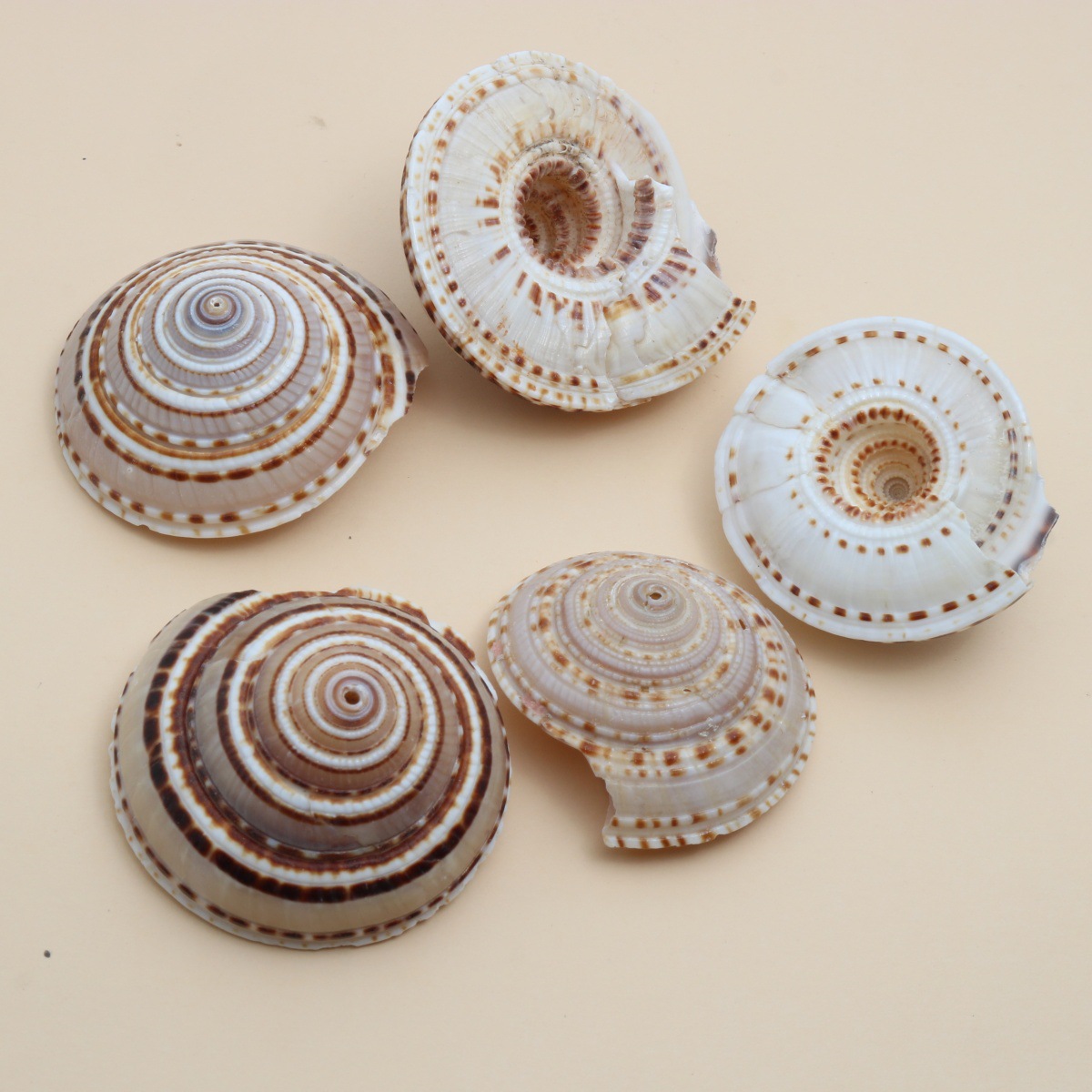 Straw hat snail Large size 31-48mm (random)